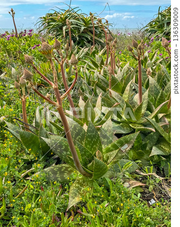 Aloe vera plants growing in coastal vegetation with thick speckled leaves and tall flower stalks under blue sky. Medicinal plants 136309009