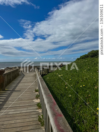 Coastal boardwalk along the Camino de Santiago with green ice plant vegetation, wooden railing and Atlantic Ocean under blue cloudy sky. Ideal for tourism, hiking, slow travel Coastal boardwalk along the Camino de Santiago with green ice plant vegetation, wooden railing and Atlantic Ocean under blue cloudy sky. Ideal for tourism, hiking, slow travel 136309011