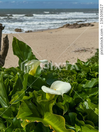 White calla lily flowers among lush green coastal vegetation with sandy beach and ocean waves in background. Ideal for concepts of seaside nature 136309027