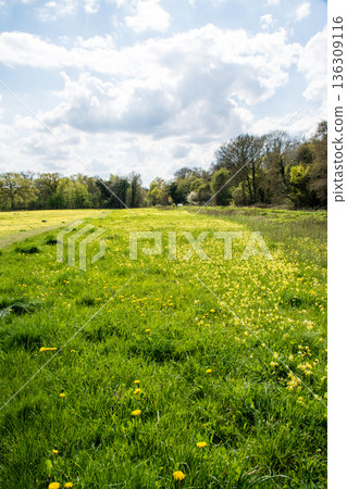 Yellow flowers blooming across a wide field under bright sunlight in Maidenhead Meadows, a suburb of London Yellow flowers blooming across a wide field under bright sunlight in Maidenhead Meadows, a suburb of London 136309116
