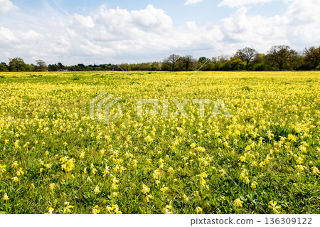 Yellow flowers blooming across a wide field under bright sunlight in Maidenhead Meadows, a suburb of London Yellow flowers blooming across a wide field under bright sunlight in Maidenhead Meadows, a suburb of London 136309122