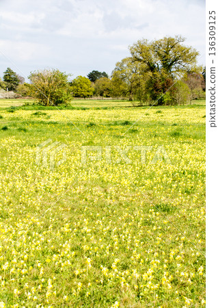 Yellow flowers blooming across a wide field under bright sunlight in Maidenhead Meadows, a suburb of London 136309125