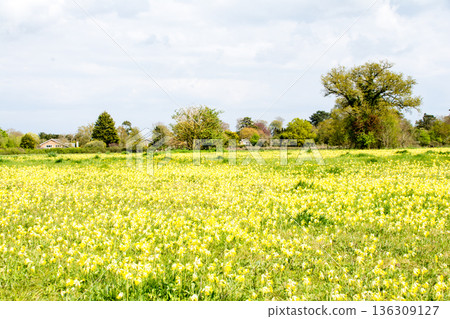Yellow flowers blooming across a wide field under bright sunlight in Maidenhead Meadows, a suburb of London Yellow flowers blooming across a wide field under bright sunlight in Maidenhead Meadows, a suburb of London 136309127