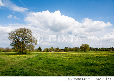 Yellow flowers blooming across a wide field under bright sunlight in Maidenhead Meadows, a suburb of London Yellow flowers blooming across a wide field under bright sunlight in Maidenhead Meadows, a suburb of London 136309133