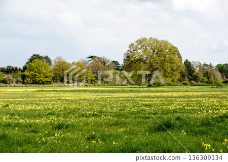 Yellow flowers blooming across a wide field under bright sunlight in Maidenhead Meadows, a suburb of London Yellow flowers blooming across a wide field under bright sunlight in Maidenhead Meadows, a suburb of London 136309134