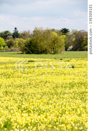 在倫敦郊區梅登黑德草甸,陽光明媚,廣闊的田野上盛開著黃色的花朵。 在倫敦郊區梅登黑德草甸,陽光明媚,廣闊的田野上盛開著黃色的花朵。 136309181