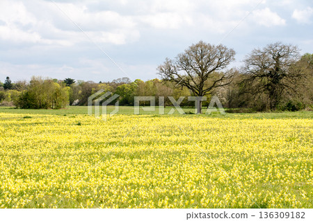 Yellow flowers blooming across a wide field under bright sunlight in Maidenhead Meadows, a suburb of London 136309182