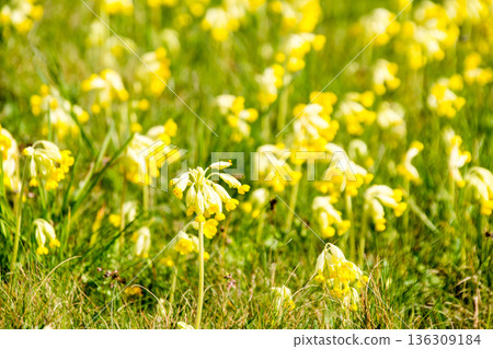 A close-up of densely blooming yellow flowers in a field under bright sunlight in Maidenhead Meadows, a suburb of London A close-up of densely blooming yellow flowers in a field under bright sunlight in Maidenhead Meadows, a suburb of London 136309184