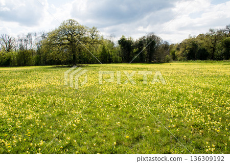 在倫敦郊區梅登黑德草甸，陽光明媚，廣闊的田野上盛開著黃色的花朵。 136309192