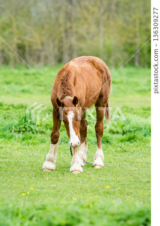 A brown foal grazing on a spacious meadow in a field on the outskirts of London A brown foal grazing on a spacious meadow in a field on the outskirts of London 136309277