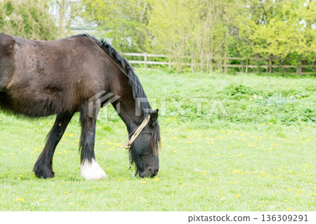 倫敦郊外一片開闊的草地上,馬兒們正悠閒地吃草。 倫敦郊外一片開闊的草地上,馬兒們正悠閒地吃草。 136309291