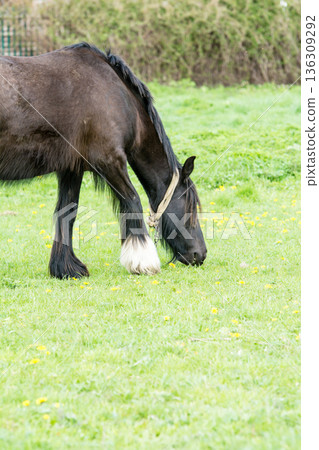 倫敦郊外一片開闊的草地上，馬兒們正悠閒地吃草。 136309292