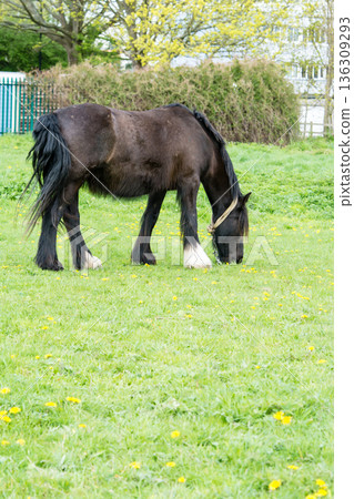 倫敦郊外一片開闊的草地上,馬兒們正悠閒地吃草。 倫敦郊外一片開闊的草地上,馬兒們正悠閒地吃草。 136309293