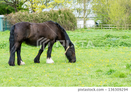 倫敦郊外一片開闊的草地上,馬兒們正悠閒地吃草。 倫敦郊外一片開闊的草地上,馬兒們正悠閒地吃草。 136309294