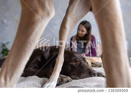 dog's legs are in the foreground, person is sitting on the bed and doing needlework. 136309309