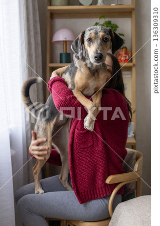 woman holds dog in her arms, sitting on a chair. whippet dog is spotted and funny. woman smiles. woman holds dog in her arms, sitting on a chair. whippet dog is spotted and funny. woman smiles. 136309310
