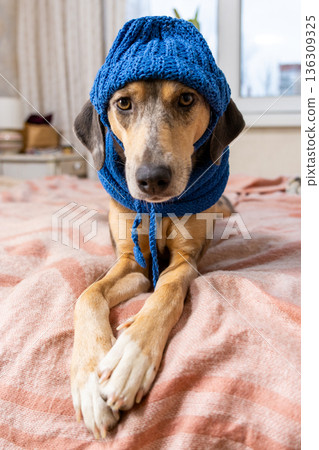 spotted dog with a sad face in a blue knitted hat sits on the bed and looks at the camera. spotted dog with a sad face in a blue knitted hat sits on the bed and looks at the camera. 136309325