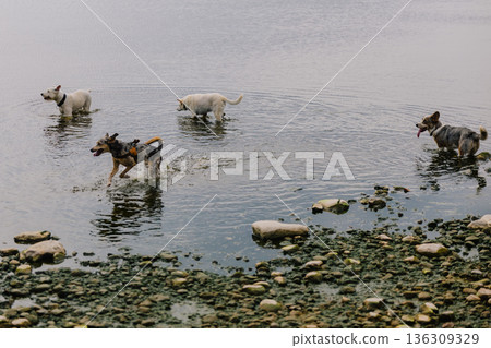 pack of dogs runs around lake woods or park in summer. walking with pet in green forest. pack of dogs runs around lake woods or park in summer. walking with pet in green forest. 136309329