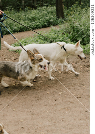 professional dog walker walks with pack of dogs on leashes in park or in green forest. professional dog walker walks with pack of dogs on leashes in park or in green forest. 136309331