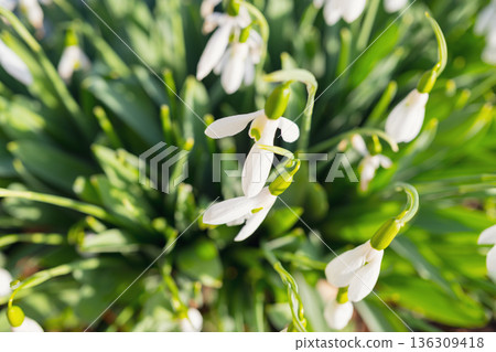 Selective focus. A close up of delicate snowdrops in a sunny meadow. White spring flowers with green stems and a soft, blurred background with room for text 136309418