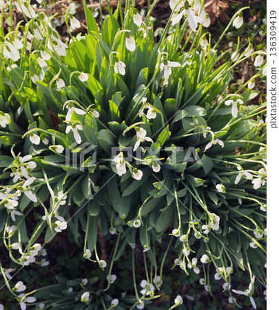 Selective focus. A close up of delicate snowdrops in a sunny meadow. White spring flowers with green stems and a soft, blurred background with room for text 136309419
