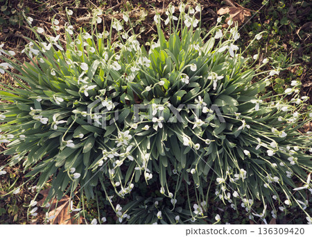 Selective focus. A close up of delicate snowdrops in a sunny meadow. White spring flowers with green stems and a soft, blurred background with room for text Selective focus. A close up of delicate snowdrops in a sunny meadow. White spring flowers with green stems and a soft, blurred background with room for text 136309420