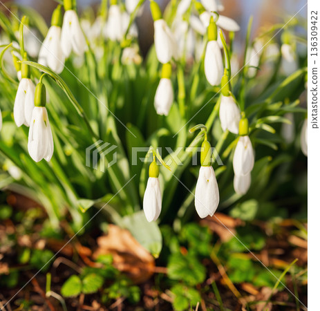Selective focus. A close up of delicate snowdrops in a sunny meadow. White spring flowers with green stems and a soft, blurred background with room for text 136309422
