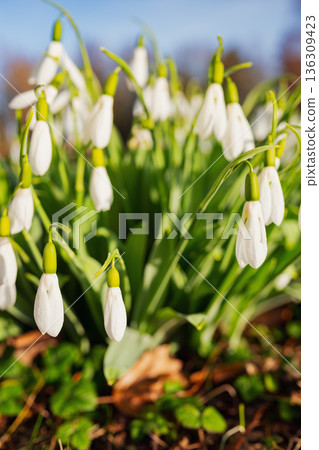 Selective focus. A close up of delicate snowdrops in a sunny meadow. White spring flowers with green stems and a soft, blurred background with room for text Selective focus. A close up of delicate snowdrops in a sunny meadow. White spring flowers with green stems and a soft, blurred background with room for text 136309423