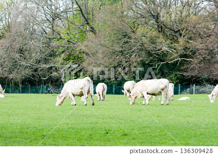 Large white cows grazing intently in a spacious meadow at Osterley Park on the outskirts of London Large white cows grazing intently in a spacious meadow at Osterley Park on the outskirts of London 136309428