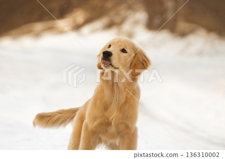 A silly and playful young dog making a funny face while looking up. This adorable puppy is enjoying a snowy day in the nature A silly and playful young dog making a funny face while looking up. This adorable puppy is enjoying a snowy day in the nature 136310002