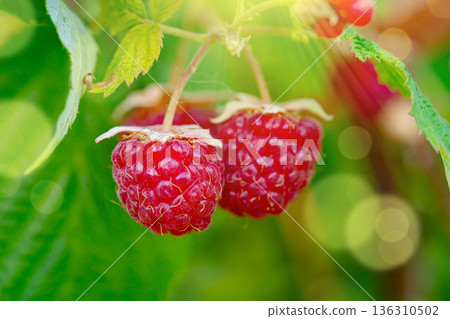 Branch of ripe raspberries in a garden. 136310502