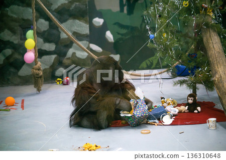 orangutan unpacks presents under a Christmas tree in its enclosure, behavioral enrichment in zoo 136310648