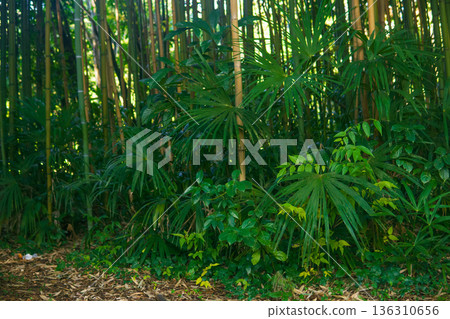 bamboo forest in the morning with sun light and shadow bamboo forest in the morning with sun light and shadow 136310656