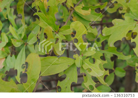 Plant foliage damage from leafcutter bee and drought stress: a macro view Plant foliage damage from leafcutter bee and drought stress: a macro view 136310753