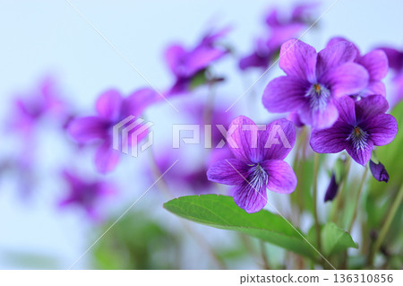 野花 18 紫羅蘭在藍天下閃耀 136310856
