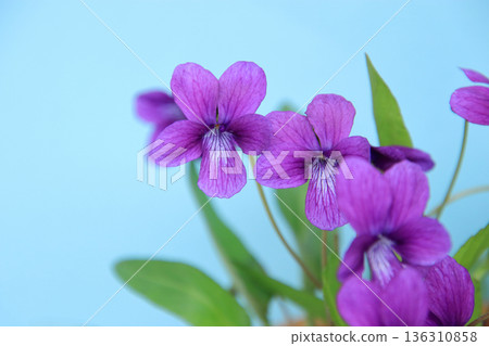 野花20：紫羅蘭在藍天下閃耀 136310858
