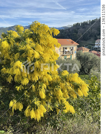 Spring mimosa flowers bloom on tree in courtyard of house in mountains of Italy on a sunny day, Liguria in winter. Traditional buildings. Background for design. Spring mimosa flowers bloom on tree in courtyard of house in mountains of Italy on a sunny day, Liguria in winter. Traditional buildings. Background for design. 136311586
