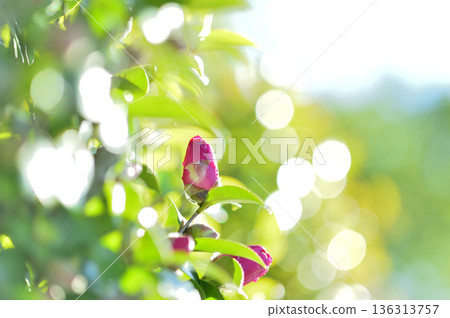 附近看到的茶梅花 附近看到的茶梅花 136313757