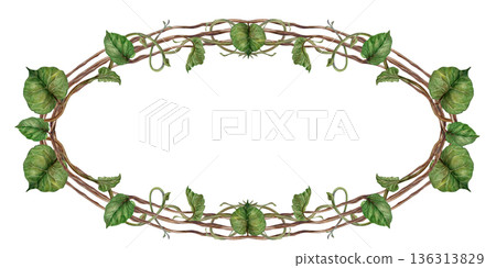 Oval frame with green kiwi leaves and stems. Watercolor botanical illustration template, isolated on a background labels for jam, drinks, food products, botanical prints, summer and spring decoration Oval frame with green kiwi leaves and stems. Watercolor botanical illustration template, isolated on a background labels for jam, drinks, food products, botanical prints, summer and spring decoration 136313829