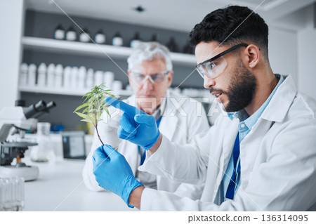 Science, cannabis and scientist with plant in laboratory for research, biology and study medicine. Healthcare, agriculture and men with weed or marijuana leaf for medical treatment, drugs or analysis Science, cannabis and scientist with plant in laboratory for research, biology and study medicine. Healthcare, agriculture and men with weed or marijuana leaf for medical treatment, drugs or analysis 136314095