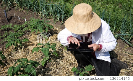 Senior ukrainian man in straw hat using digital tablet on summer garden. Elder male wearing in traditional vyshyvanka monitoring harvest on land. Connection between traditional and modern life Senior ukrainian man in straw hat using digital tablet on summer garden. Elder male wearing in traditional vyshyvanka monitoring harvest on land. Connection between traditional and modern life 136314145