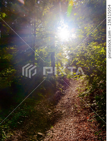 path through forest in summer. trail in thick wood. beautiful woods landscape of nature park. scene with narrow empty footpath for hiking surrounded by tall trees trees in lush green foliage path through forest in summer. trail in thick wood. beautiful woods landscape of nature park. scene with narrow empty footpath for hiking surrounded by tall trees trees in lush green foliage 136315054