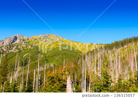 forest on mountain in summer. alpine coniferous tree on the tatra slopes under blue sky. beautiful poland nature scenery with rocky peaks in morning light. majestic place 136315057