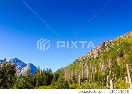 forest on mountain in summer. alpine coniferous tree on the tatra slopes under blue sky. beautiful poland nature scenery with rocky peaks in morning light. majestic place 136315058