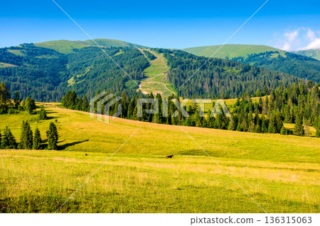 mountain field in summer. grass on the rolling hills of beautiful landscape with green meadows under blue sky. countryside scenery of ukraine on sunny day. scenic view of rural pasture in alpine 136315063