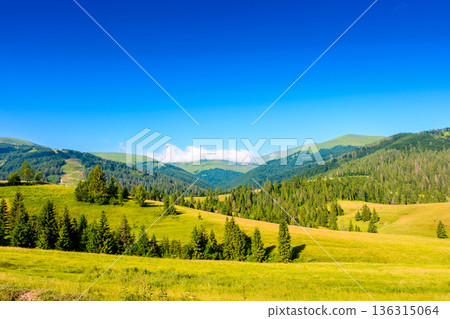 mountain field in summer. grass on the rolling hills of beautiful landscape with green meadows under blue sky. countryside scenery of ukraine on sunny day. scenic view of rural pasture in alpine 136315064