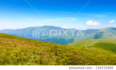 mountain meadow in summer. green alpine pasture on a sunny day. beautiful view of carpathian alps under blue sky. rolling scenery with hills and meadows. stunning countryside of ukraine mountain meadow in summer. green alpine pasture on a sunny day. beautiful view of carpathian alps under blue sky. rolling scenery with hills and meadows. stunning countryside of ukraine 136315066