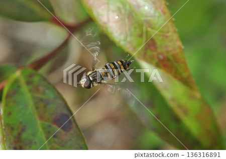 果醬飛蠅 果醬飛蠅 136316891