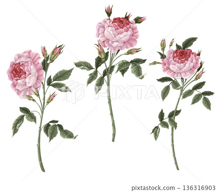 Pink vintage roses isolated. Vector. Pink vintage roses isolated. Vector. 136316903