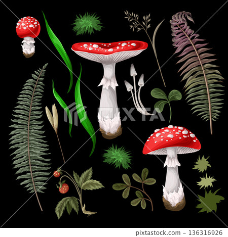 Fly agaric, fungus, mushroom, plants, berries isolated.Vector. 136316926